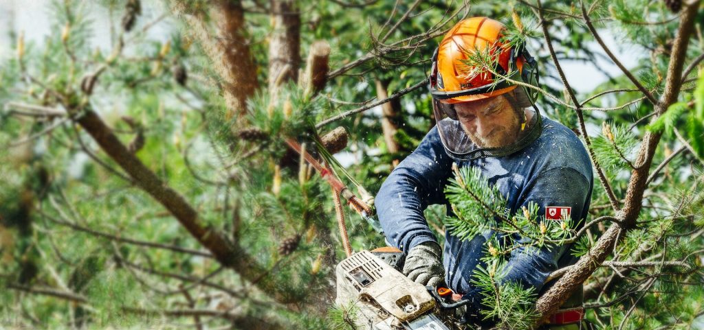 Tree Surgery
